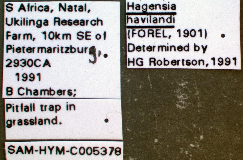 File:Pachycondyla havilandi sam-hym-c005378a label 1.jpg