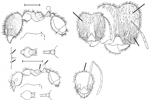 Pheidole obtusospinosa Wilson 2003.jpg