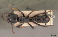 Plectroctena gestroi casent0102134 dorsal 1.jpg