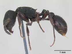 Pogonomyrmex angustus casent0173374 profile 1.jpg