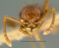 Pristomyrmex-flatusH5x.jpg