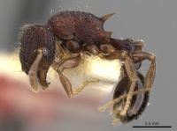 Tetramorium rigidum casent0901084 p 1 high.jpg