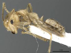Camponotus aureus casent0905895 p 1 high.jpg