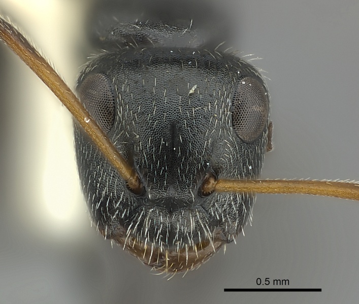 File:Camponotus canescens casent0217621 h 1 high.jpg