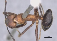 Camponotus irritabilis casent0901901 d 1 high.jpg