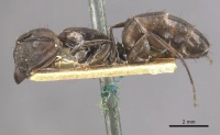 Camponotus lilianae casent0910555 p 1 high.jpg