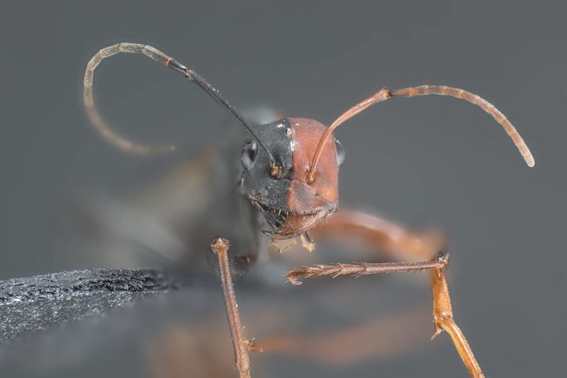 File:Cataglyphis gynandromorph, Morocco (F. Mattheis), Phil Honle head.jpg