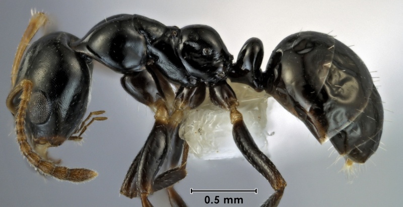 File:Myrmecorhynchus carteri ANIC32-010761 side 40-Antwiki.jpg