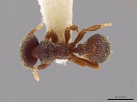 Octostruma pexidorsum D mcz-ent00511319.jpg