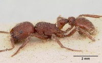 Pogonomyrmex bispinosus casent0103525 profile 1.jpg