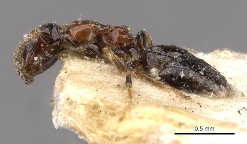 File:Rubrovaria pilosa casent0909896 p 1 high.jpg