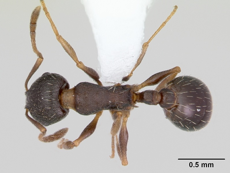 File:Temnothorax nevadensis casent0103385 dorsal 1.jpg