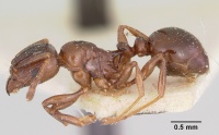 Tetramorium orientale casent0101744 p 1 high.jpg