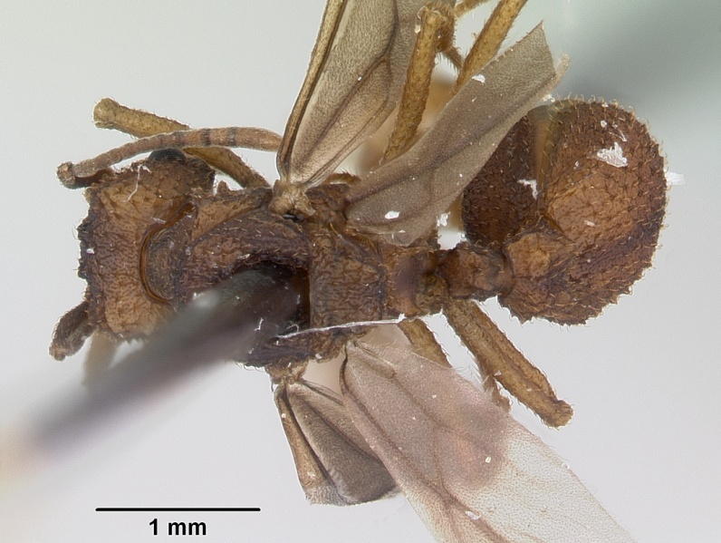 File:Trachymyrmex carinatus casent0103158 dorsal 1.jpg