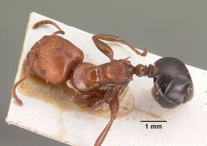 Atopomyrmex mocquerysi casent0101460 dorsal 1.jpg