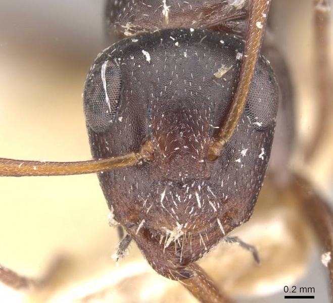 File:Camponotus olivieri casent0910490 h 1 high.jpg