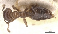 Crematogaster coelestis casent0912662 d 1 high.jpg