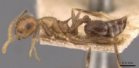 Crematogaster egregior casent0908437 p 1 high.jpg