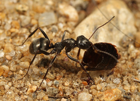 Ant species Formica (Serviformica) fusca - ANTCUBE