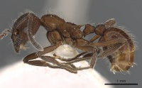 Myrmica villosa P casent0900339.jpg