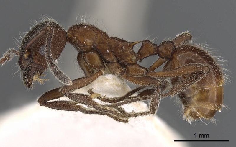 File:Myrmica villosa P casent0900339.jpg