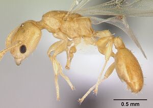 Nesomyrmex madecassus casent0421406 profile 1.jpg