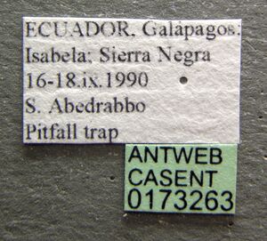 Pheidole flavens casent0173263 label 1.jpg