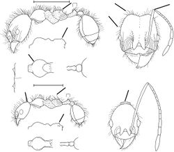 Pheidole leptina Wilson 2003.jpg