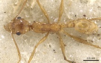 Pheidole maufei casent0901271 d 1 high.jpg