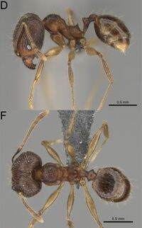 Pheidole mivory F47 d f.jpg