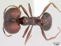 Pheidole rhea casent0000232 dorsal 1.jpg