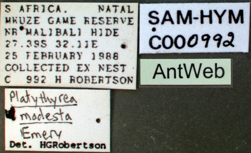 File:Platythyrea modesta sam-hym-c000992a label 1.jpg