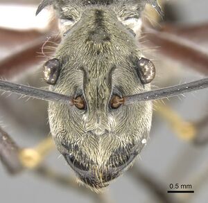 Polyrhachis reclinata casent0906759 h 1 high.jpg