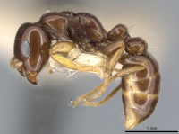 Pseudomyrmex malignus casent0902888 p 1 high.jpg