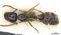Camponotus basuto casent0903523 d 1 high.jpg