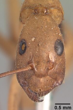 Camponotus cervicalis casent0101551 head 1.jpg