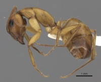 Camponotus havilandi casent0170547 p 1 high.jpg