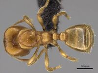 Carebara placida Holotype worker casent0070818 d.jpg