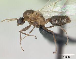 Crematogaster castanea casent0136505 profile 1.jpg