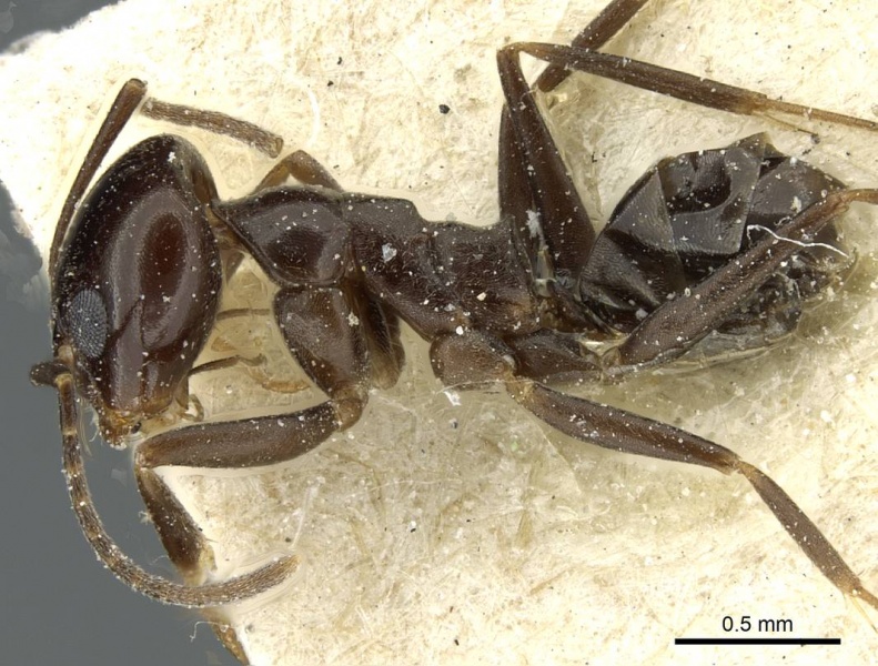 File:Dorymyrmex pulchellus casent0911530 p 1 high.jpg