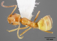 Forelius pruinosus casent0005320 dorsal 1.jpg