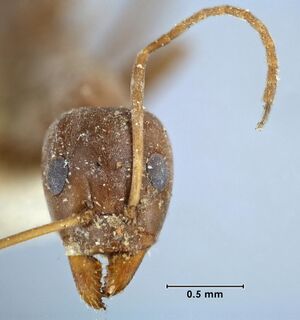 Iridomyrmex anceps watsoni syntype worker Geneva head 50-Antwiki.jpg