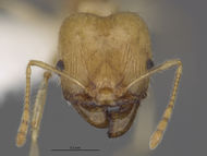 MCZ-ENT00301443 Pheidole noar hef.jpg