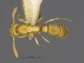 MCZ-ENT00529053 Hypoponera sp4 had.jpg