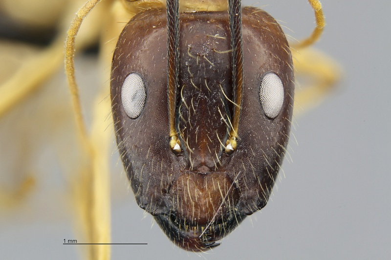 File:MCZ Camponotus Cam sp4 hef2 5.jpg