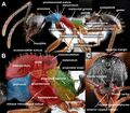 Aphaenogaster morphology. A: worker lateral; B: queen lateral, C: queen head. Provided by Minsoo Dong.