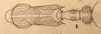 Myrmica-bakurianica had.jpg