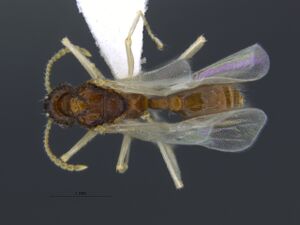 Myrmica semiparasitica dorsal male MCZ-ENT00589550.jpg