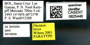 Pheidole bison casent0625446 l 1 high.jpg