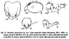 Pheidole manukana.jpg